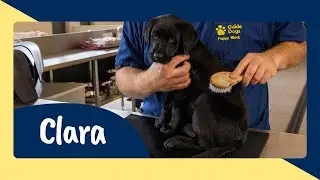 Meet Guide Dog Puppy Trainee Clara - Sponsor Her Journey to Become a Life Changing Guide Dog