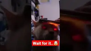 Cat with a light head.. wait for it.. #shorts #cat #cats #interesting