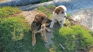 A man Feeding Rescue homeless hungry  Abandoned street dog Puppies | Animal rescue video