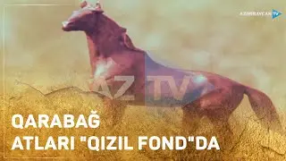 Qarabağ atlarının nadir görüntüləri - 1970-Cİ İLLƏR