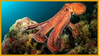 Experience the Most Beautiful Marine Creatures: A Visual Masterpiece