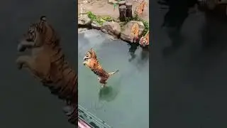 A Tiger can Never Be bathed 🙃  #facts #animals #animal #pet #pets #wildlife #forest #travel #nature