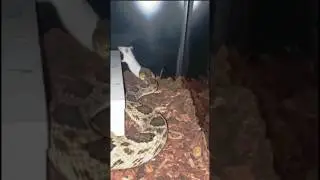টিকে থাকার যুদ্ধ! Snake vs Rat &ndash; Real Nature Drama