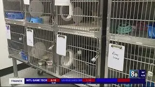 Henderson animal shelter addresses capacity concerns