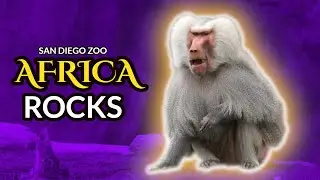 San Diego Zoo Africa Rocks