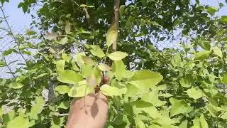 Bael Fruit Tree - Wood apple - Kamarkus - Aegle marmelos - Organic Farm - Engineer Ka Bagh #nature