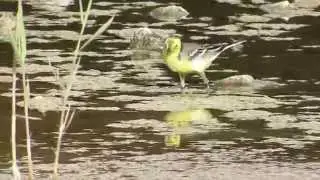 Citrine Wagtail or Yellow-headed Wagtail (Motacilla citreola citreola) - Cyprus