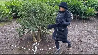 Here We Go Round The Mulberry Bush #mulberrybush #lightlanguage #auracleanse #memory
