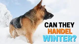 Can German Shepherds Handle Cold Weather?