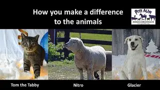 How you make a difference to the animals