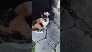 Meow, jump and...❔🍪 #cats #smartcat #funnycats #cutecats #catslove #shortsvideo