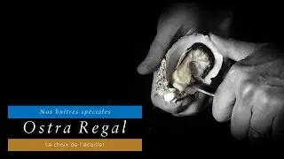 Les hu&icirc;tres : Pr&eacute;sentation de l'Ostra Regal