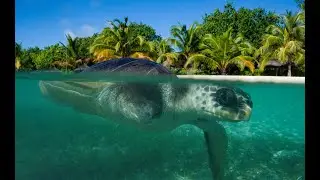 Meet April - from the Maldives to SEA LIFE Loch Lomond