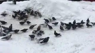 Bucharest blizzard of 2017 - Searching for Sushi man in the Snow / zapada