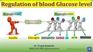 25: Regulation of Blood Glucose level | Carbohydrates Metabolism | Biochemistry| N'JOY  Biochemistry