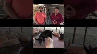India best pig feed Royal Green feeds 9868601471