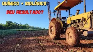 Resultado da aplica&ccedil;&atilde;o de Lanate + Fly Control biol&oacute;gico para o controle de cigarrinha do milho 🌽