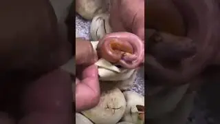 Cobra nascendo
