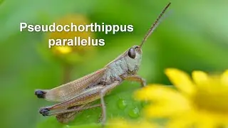 Pseudochorthippus parallelus -- Gemeiner Grash&uuml;pfer -- Meadow Grasshopper