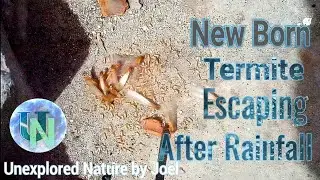 Flying termites coming out of soil after rainfall