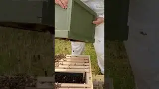 Transfer of a swarm to a new hive. My second colony.
