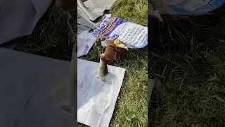 Caught Singhara Fish From Ghuzial Dam Chakwal