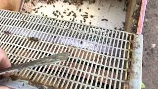 Midsummer Mite trapping- isolating the queen on drone comb for later removal.