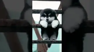 #dog #alaskanhusky #pets #cute #funny #babyanimals