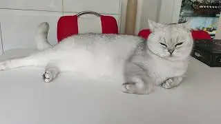 BKH Cat