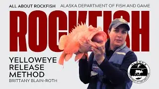 How to use a deepwater release device - release of a yelloweye rockfish