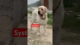 System stud service available in Varanasi #englishlabrador #labrador #studservice #dog #pets