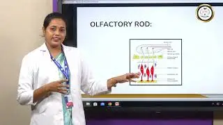 OLFACTION  -Ms Preetha Wilma Dawson