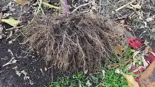 Another example of a Giant Root Mass On a Mexican sunflower. Air pruning