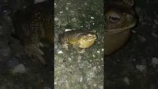 😲Real Machine gun sounds of male frog|| toad