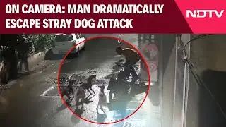 Maharashtra News | 7 Dogs Attack A Man In Maharashtra | Dramatic Escape Caught On Camera