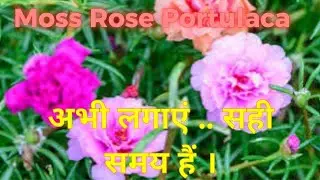 Portulaca propagation Table rose cutting 9 o'clock flower |Portulaca cutting low maintenance