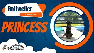 🐾 Princess the 9-Month-Old Rottweiler | Reactivity & Confidence Training | Off Leash K9 North GA
