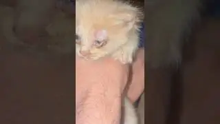 #shorts #catsofinstagram #catsofinsta #cats