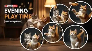 Play time Fun Daily Cute, Funny, Naughty & Loving Cat Moments LIVE