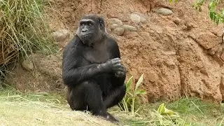 Gorillas Explore Their Habitat for the First Time!