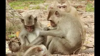 Rose Monkey,Nanda ,Dustin orphan Daily,Nanda Nurse Dustin  Good take Care very much