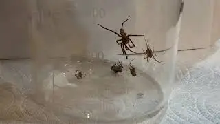 Big spider is joining in the group: Zoropsis spinimana?