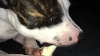 SPIKE - eating yummy treat