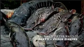 Walking with the Waodani - Part 3 - Poison Fishing