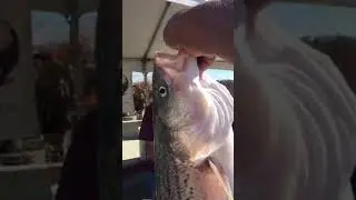 Mr. King Fishing Rio Vista 2018 Striper Derby