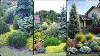 Elevate Your Yard Design | Coniferous Plants for a Striking Landscape