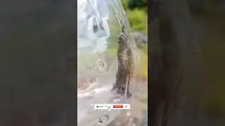 DIY river shrimp trap