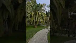 Привет,Новый год..#новыйгод #1января #пальмы #сочи #природа #рок #garden #nature #plants #God