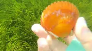 Scalloping Crystal River Florida- Scallop Adventures- Scallop Tours- Scallop Charter- Scallop Hunt