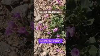 Desert Wildflowers Going Crazy Right Now Near Las Vegas